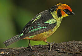 Flame-faced Tanager