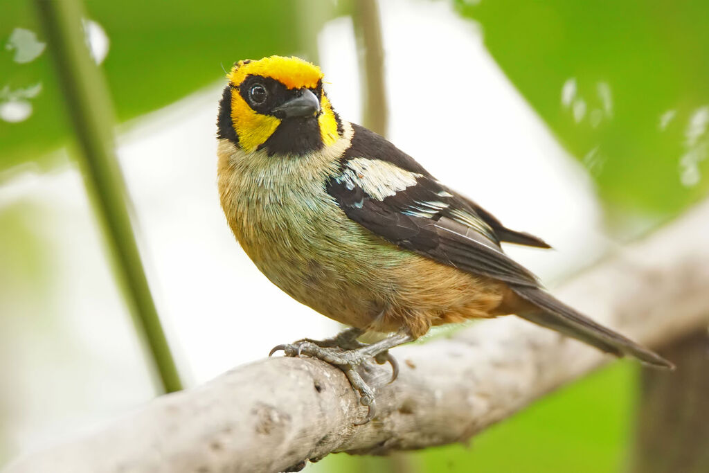 Flame-faced Tanager