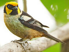 Flame-faced Tanager