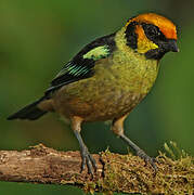 Flame-faced Tanager