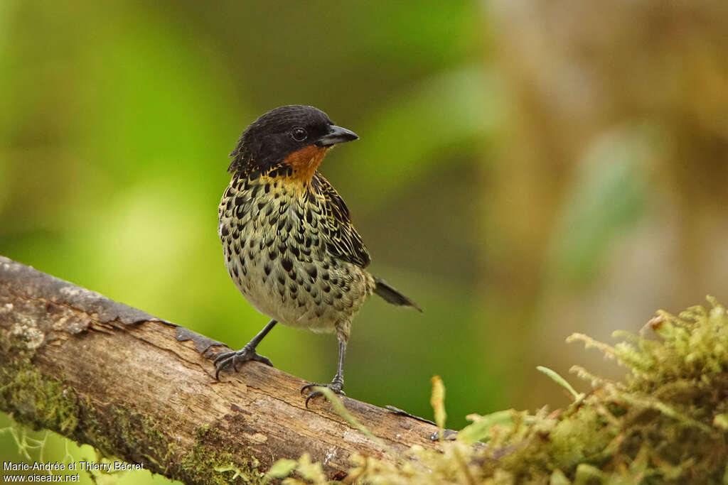 Rufous-throated Tanageradult, close-up portrait