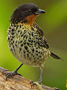 Rufous-throated Tanager