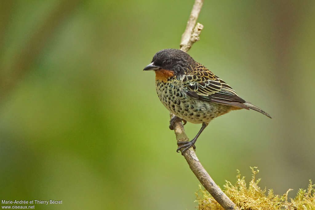 Rufous-throated Tanageradult, identification