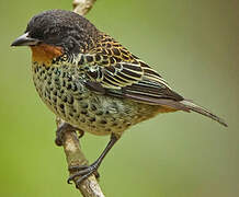 Rufous-throated Tanager