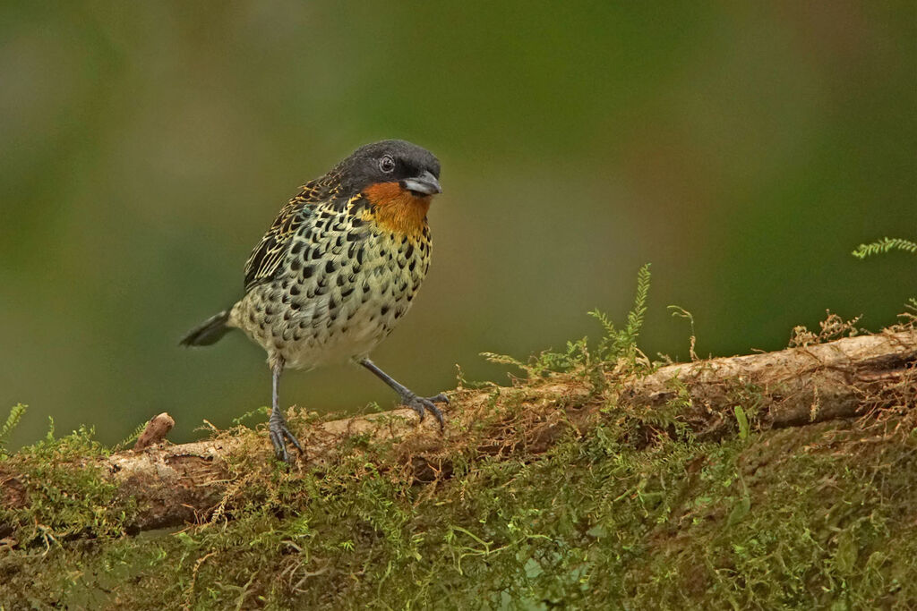 Rufous-throated Tanager