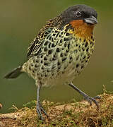 Rufous-throated Tanager