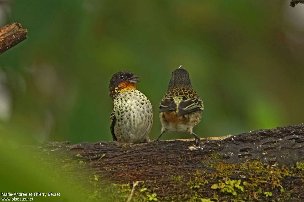 Rufous-throated Tanageradult, courting display, Behaviour