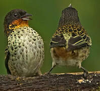 Rufous-throated Tanager