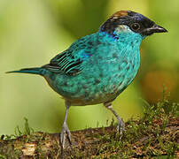 Golden-naped Tanager