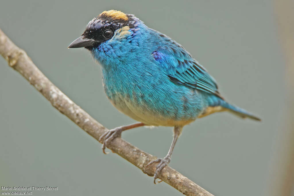 Golden-naped Tanager