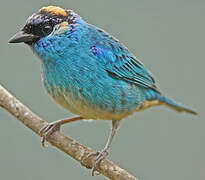 Golden-naped Tanager