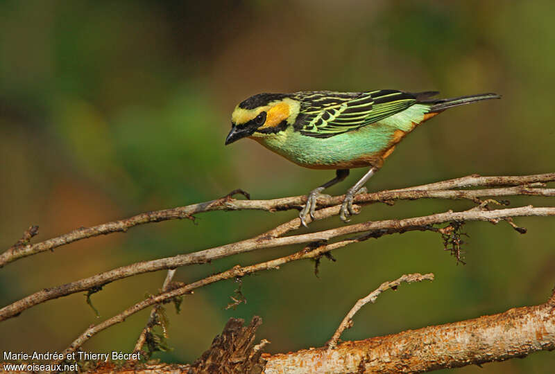 Golden-eared Tanageradult, identification