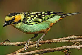 Golden-eared Tanager