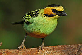 Golden-eared Tanager