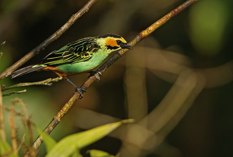 Golden-eared Tanager