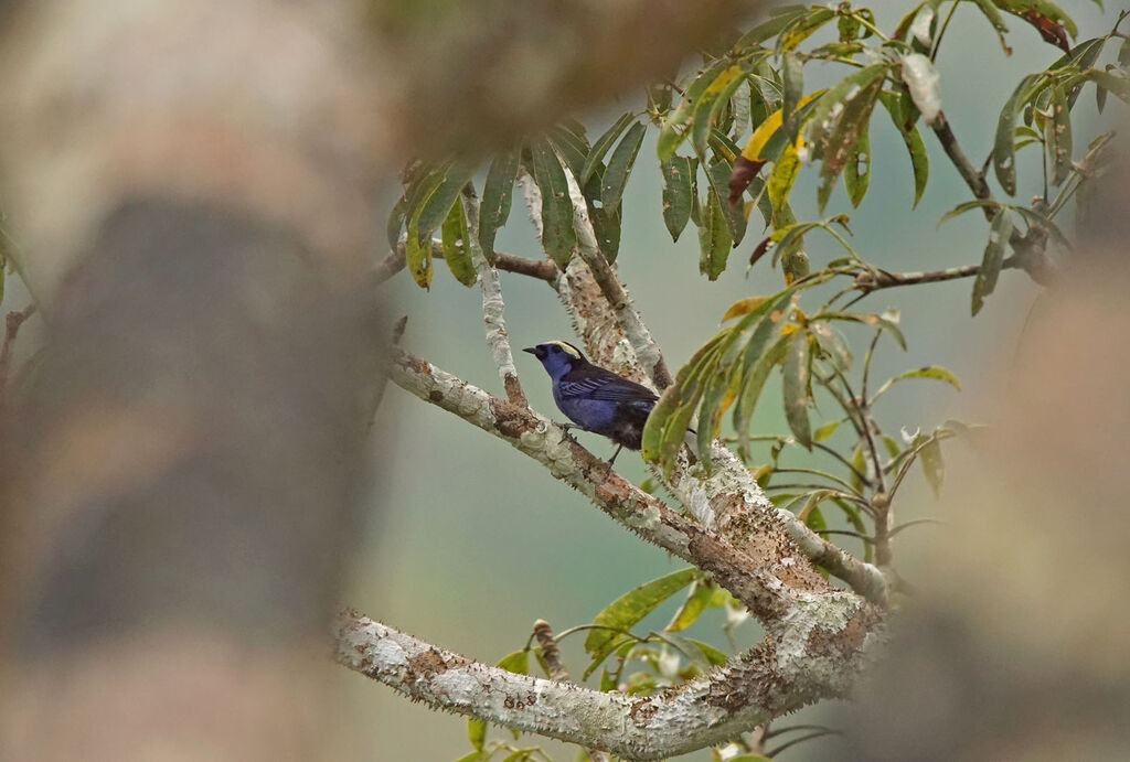 Opal-crowned Tanager