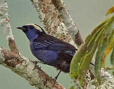 Opal-crowned Tanager