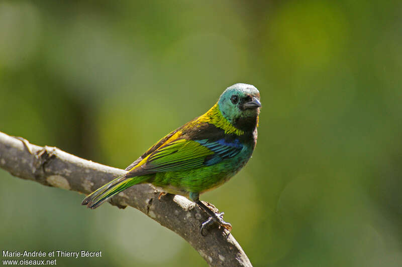 Green-headed Tanageradult