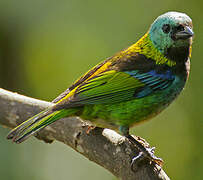 Green-headed Tanager