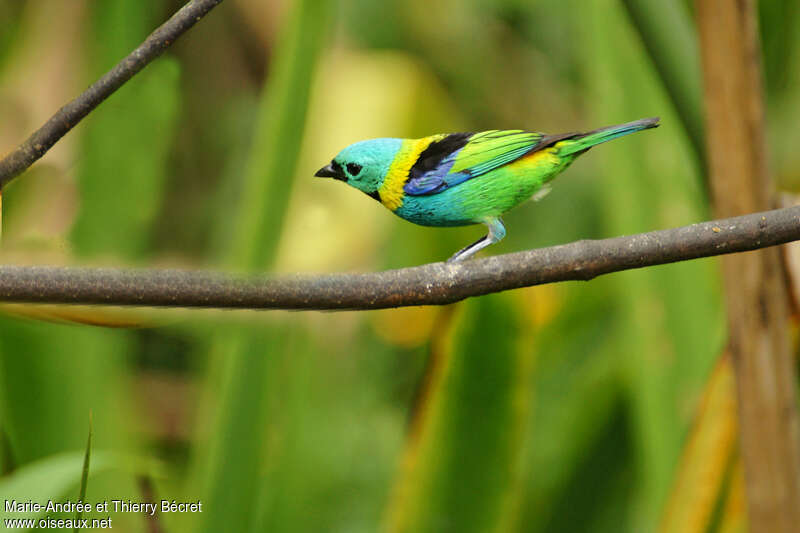 Green-headed Tanager male adult, identification