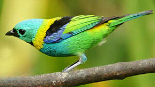 Green-headed Tanager