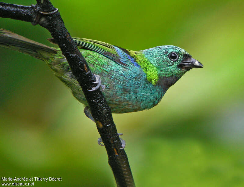 Calliste à tête verte femelle adulte, identification