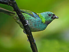 Green-headed Tanager