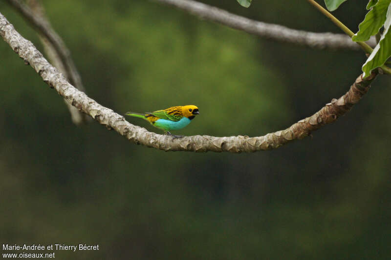 Gilt-edged Tanager, identification