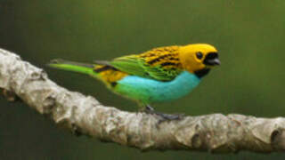 Gilt-edged Tanager