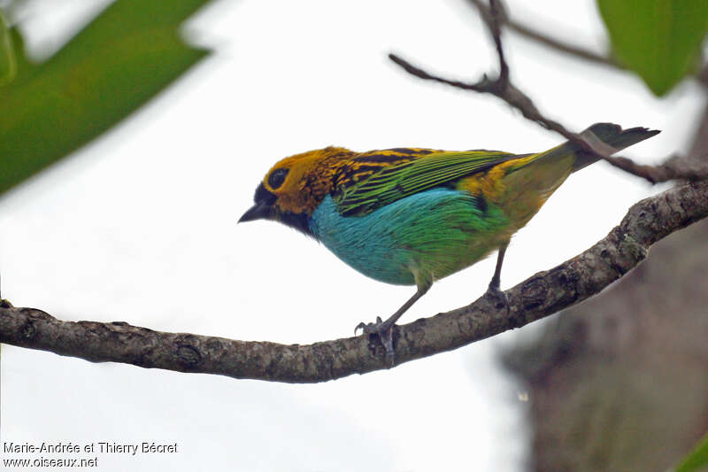 Gilt-edged Tanager