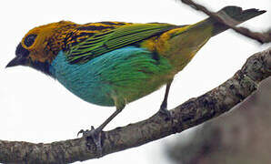 Gilt-edged Tanager