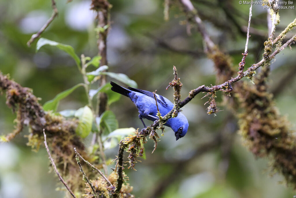 Blue-and-black Tanager