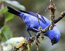 Blue-and-black Tanager