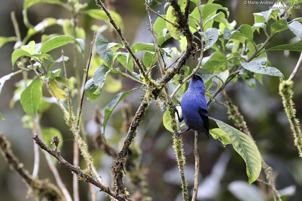 Calliste bleu et noir