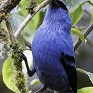 Calliste bleu et noir