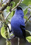 Blue-and-black Tanager