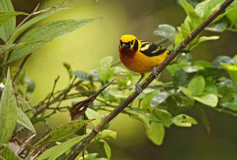 Golden Tanager