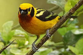 Golden Tanager