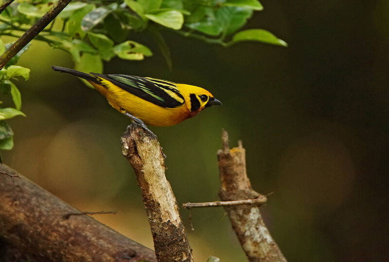 Golden Tanager