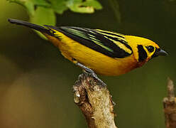 Golden Tanager