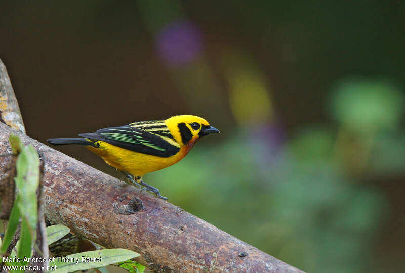 Calliste doréadulte, identification