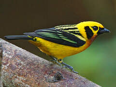 Golden Tanager