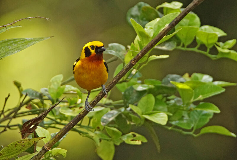 Golden Tanager