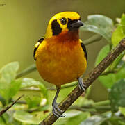 Golden Tanager