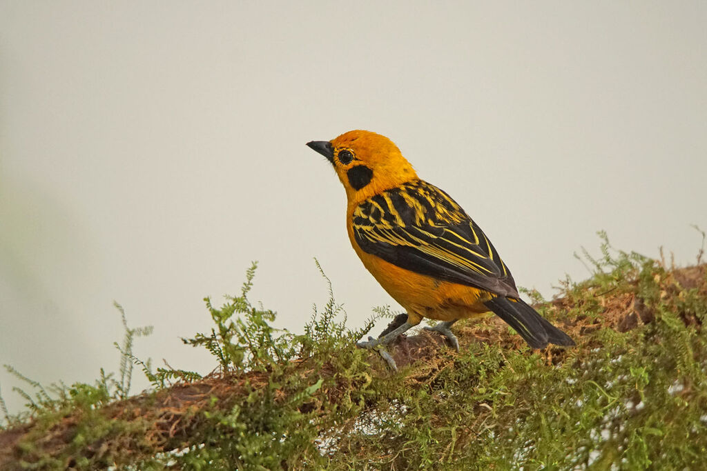 Golden Tanager