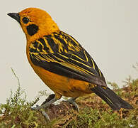 Golden Tanager