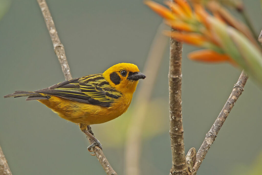 Golden Tanager