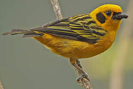 Golden Tanager