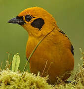 Golden Tanager