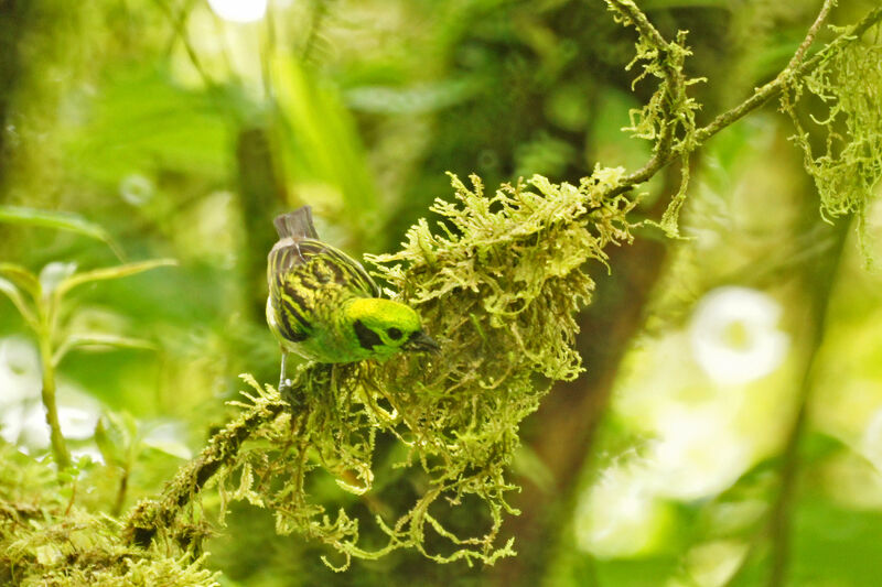 Emerald Tanager